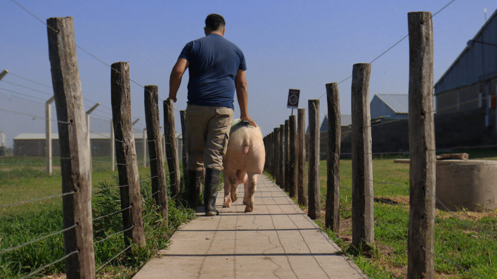 Cojeras en cerdas reproductoras